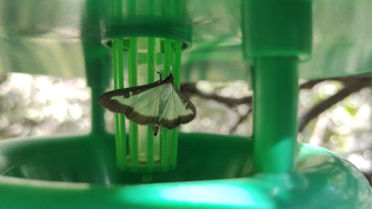 Una de les trampes per detectar la papallona del boix.