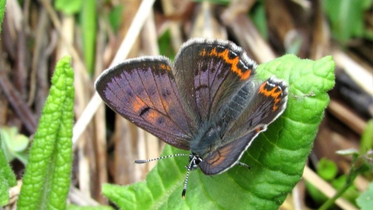 La papallona 'coure violeta' (Lycaena helle), una espècie amenaçada a nivell mundial.
