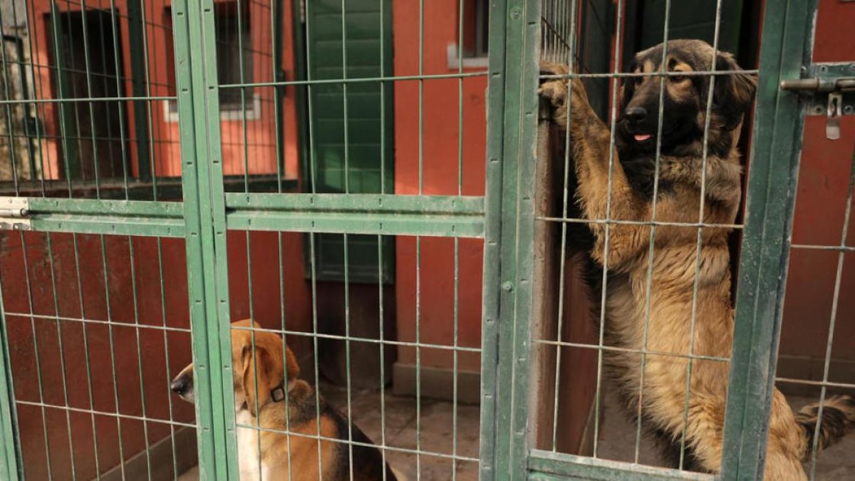 Dos cans a la gossera.