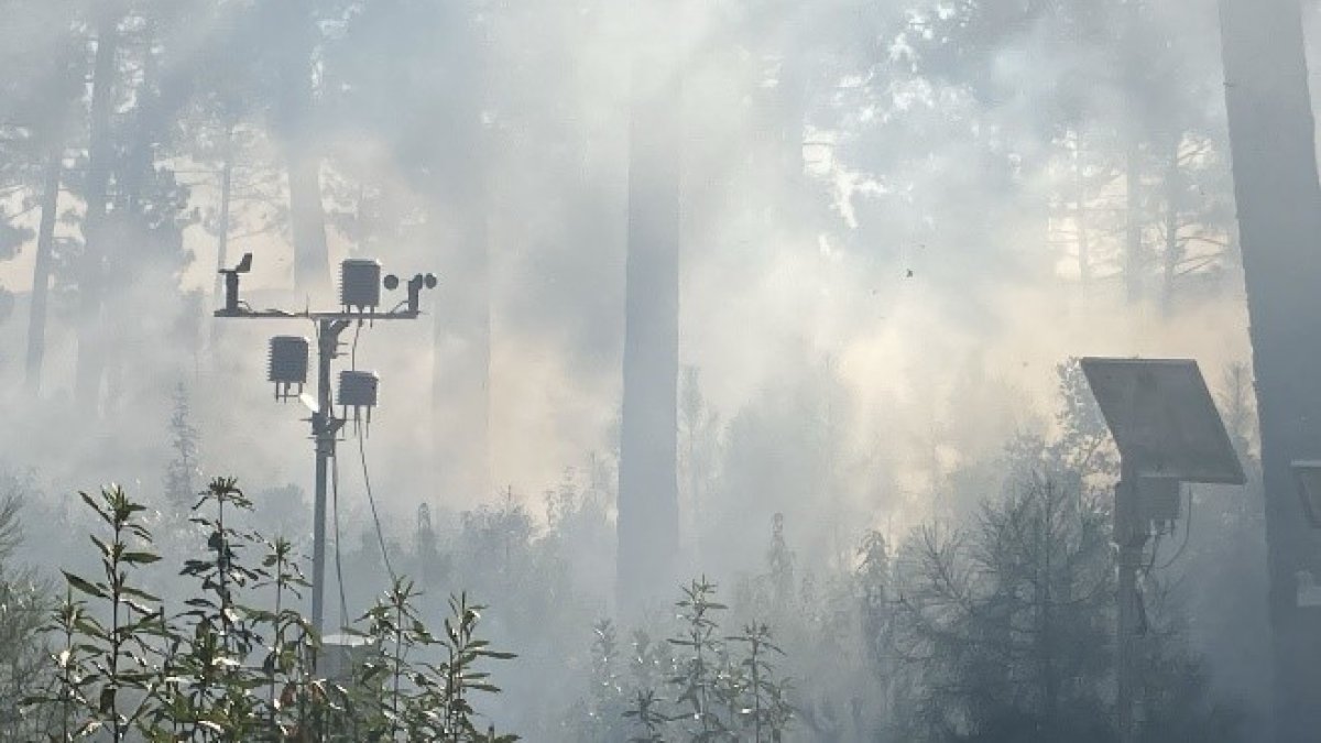 Un dels sensors en un bosc.