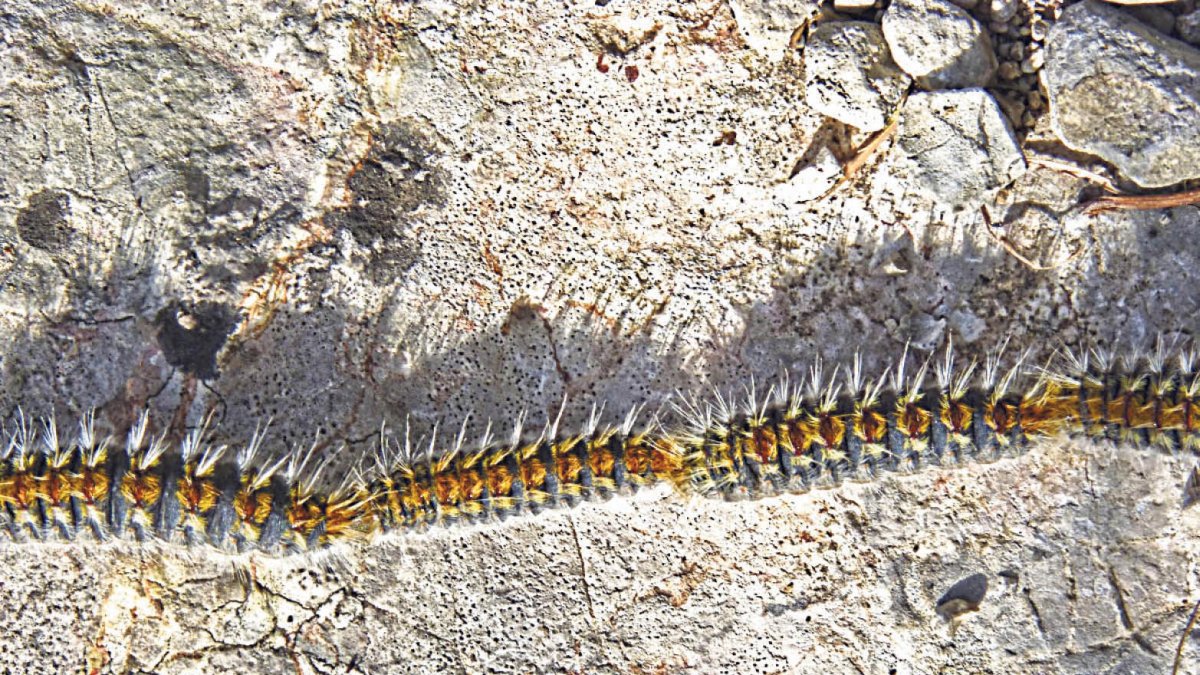 A cada estadi, les erugues creixen i canvien de color