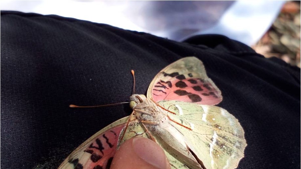 Una papallona trobada a Andorra.
