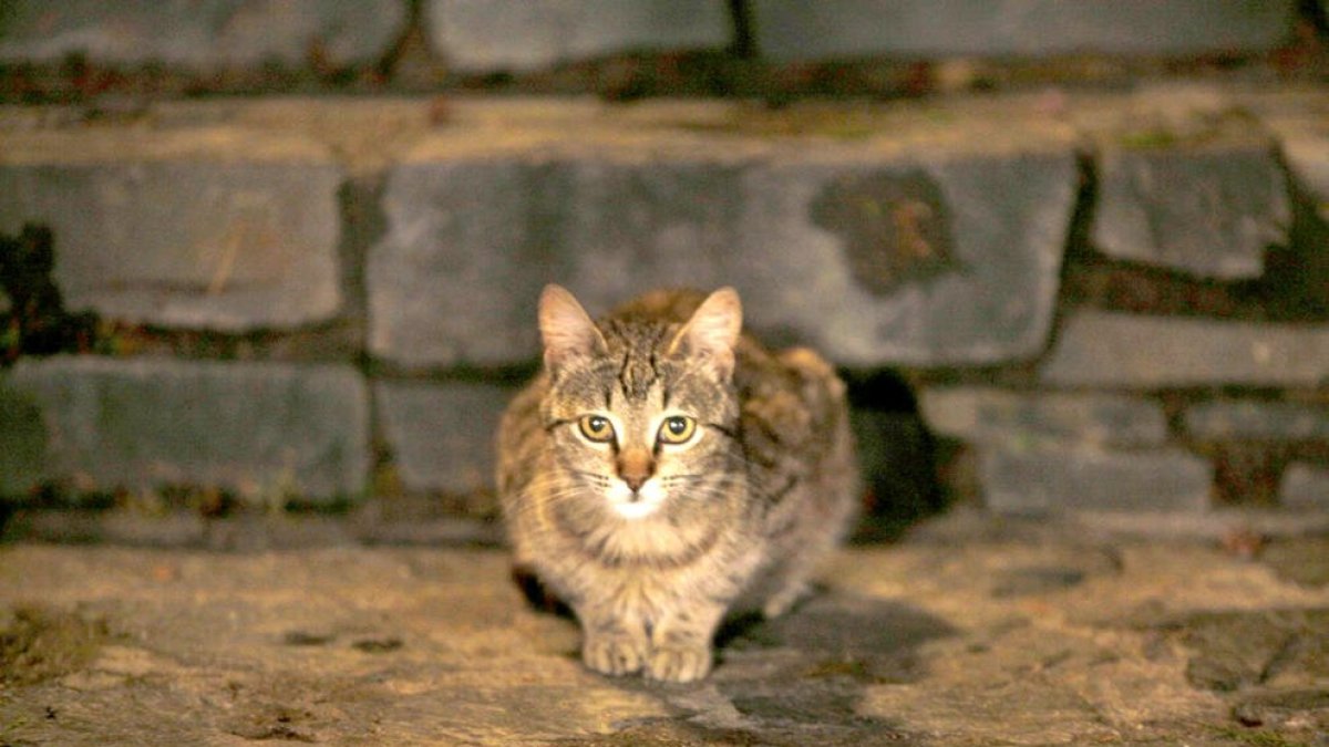 Un gat de carrer de la capital.