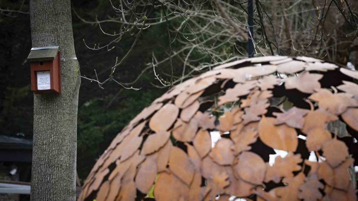 Una de les caixes niu al Parc Central.
Foto: Comú d'Andorra la Vella/Tony Lara