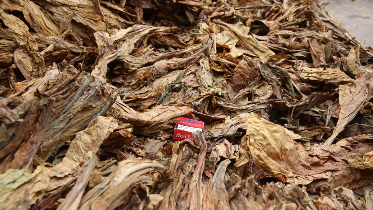 Treballadors en una fàbrica de tabac