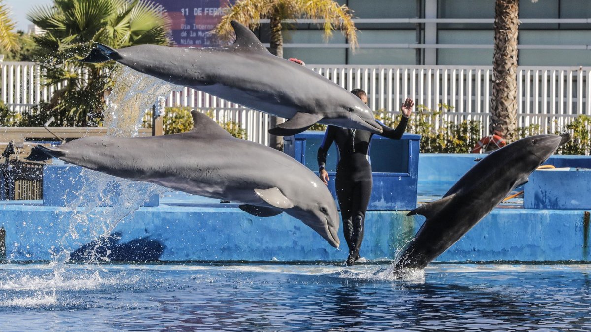 La intel·ligència artificial de Google ajuda els científics a comprendre als dofins