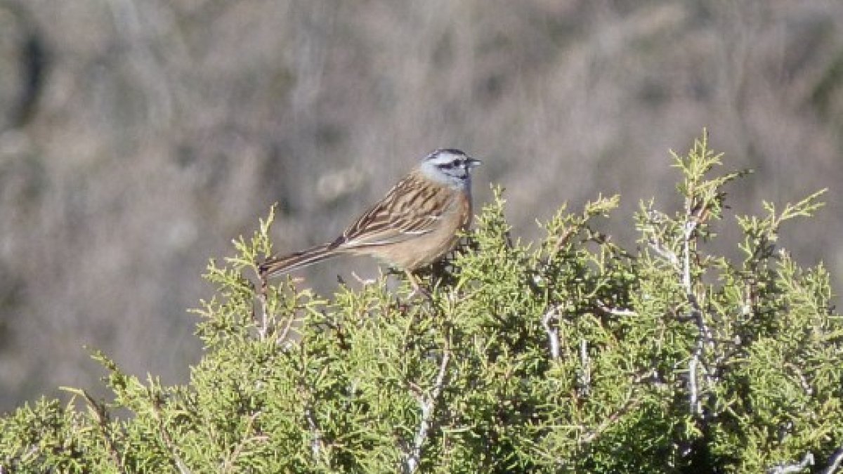 Sortida primaveral d'observació d'ocells