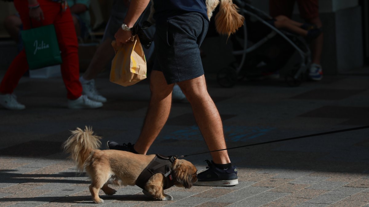 Un gos passejant pel carrer.