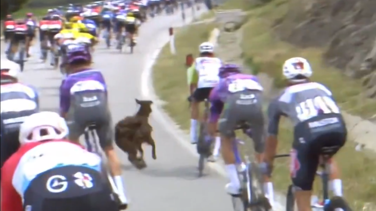 Una cabra travessa entremig dels ciclistes al Giro d'Itàlia