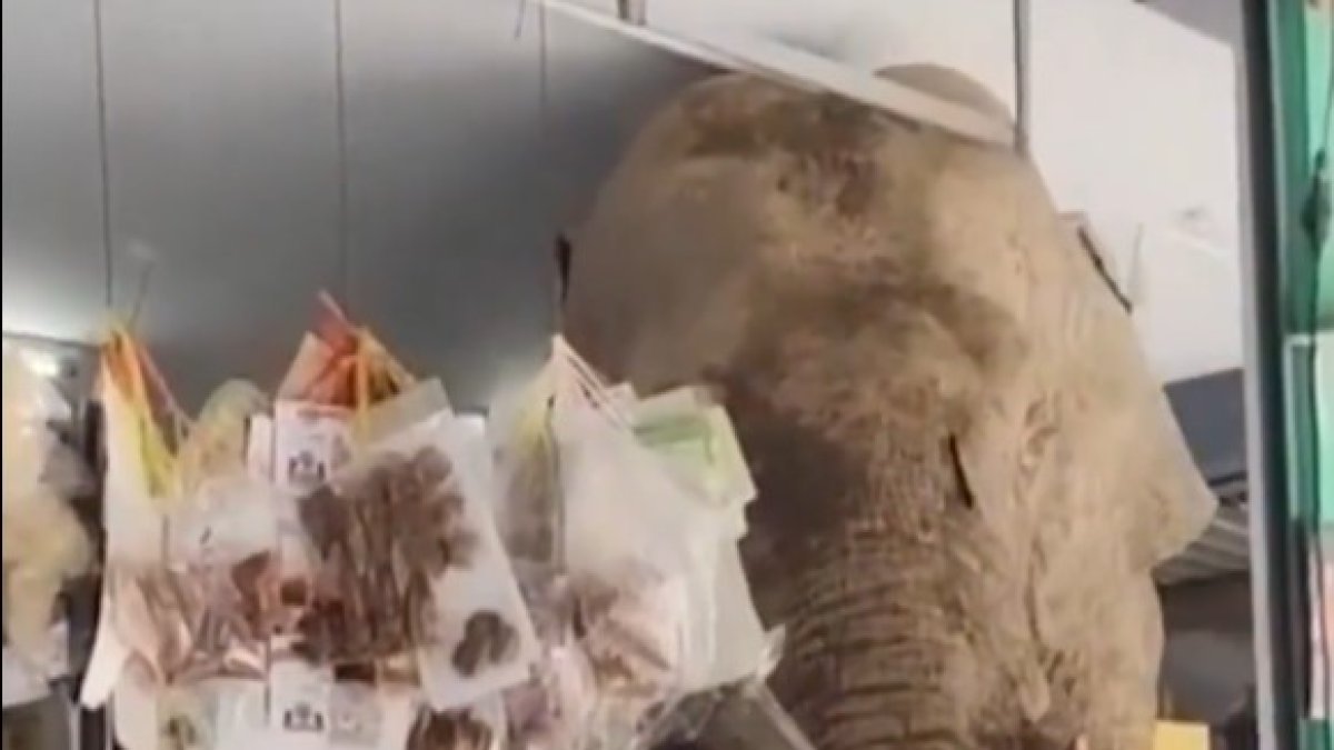 Elefant botiga Tailàndia