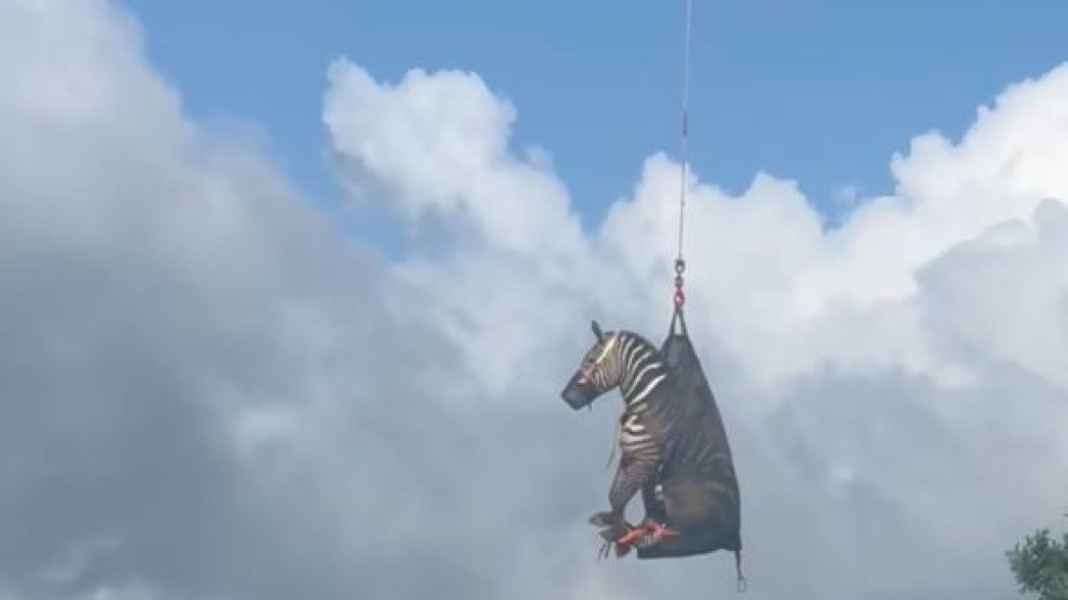Rescat d'una zebra amb un helicòpter als Estats Units.