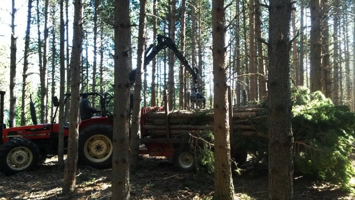 Treballs forestals a Encamp