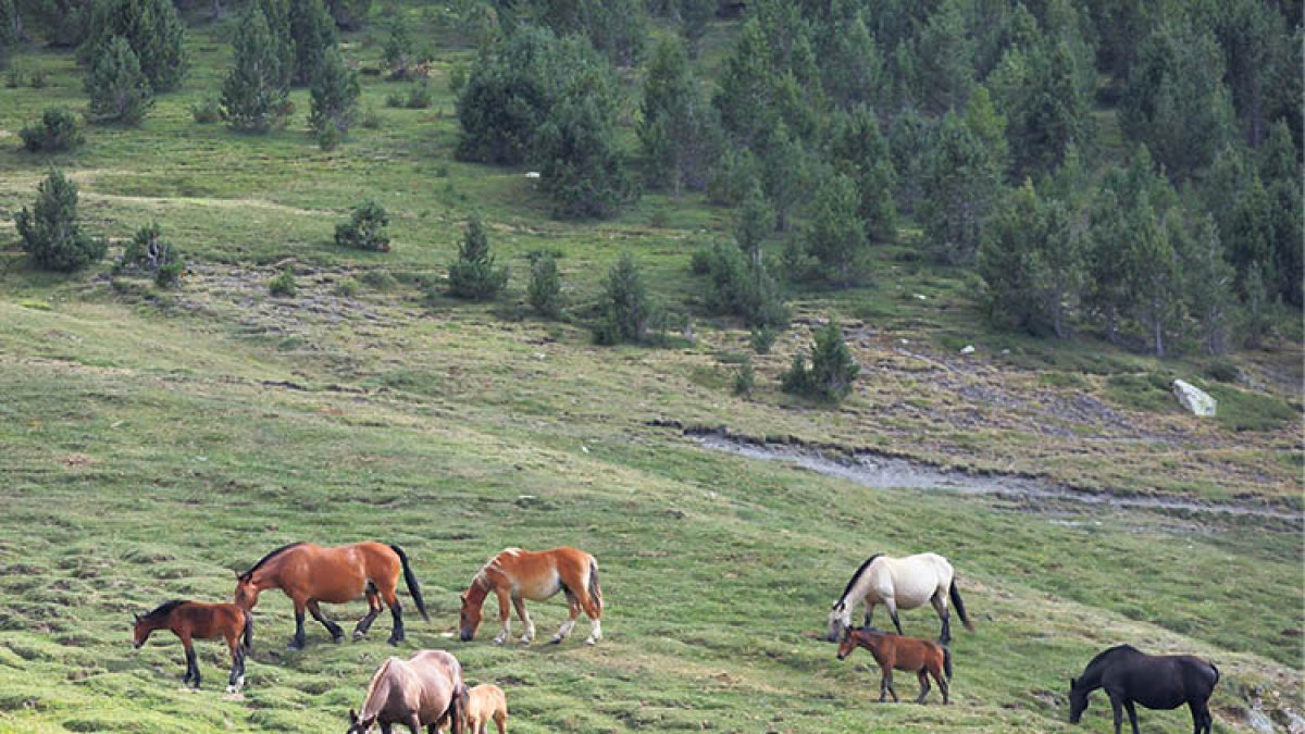 Un grup de cavalls.