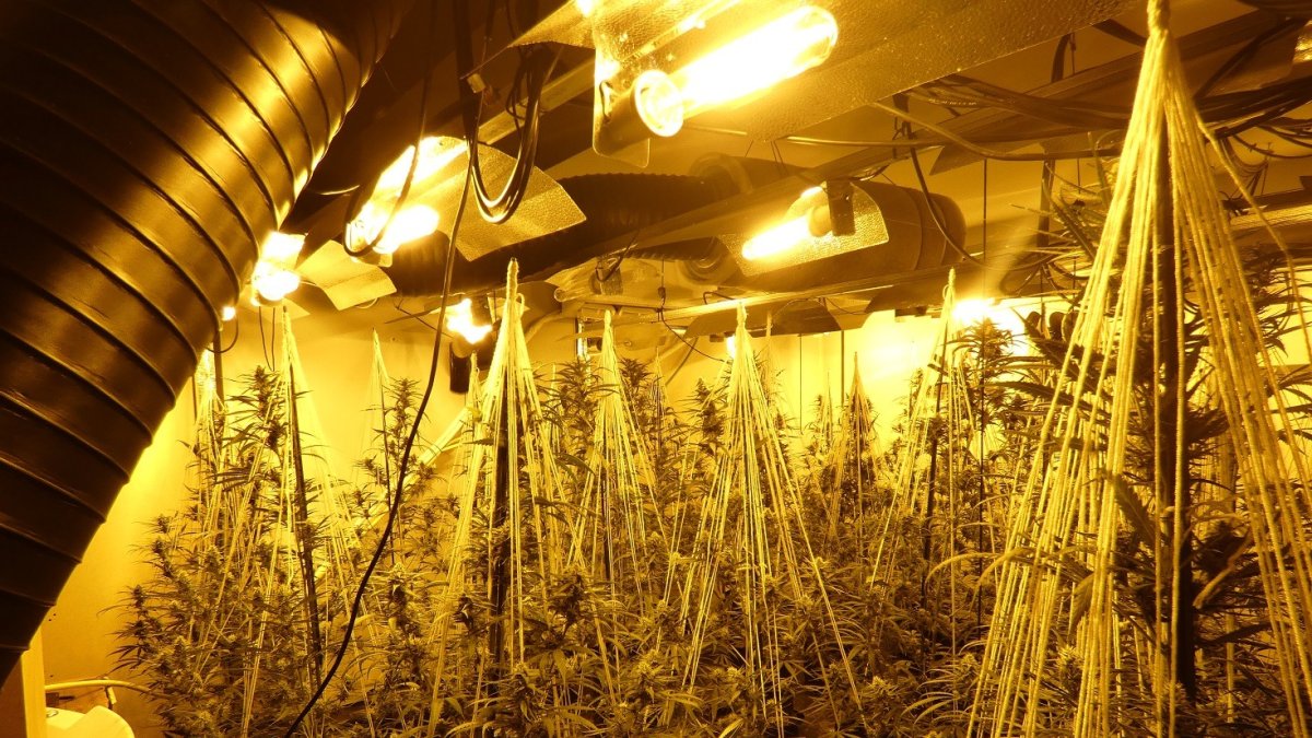 La plantació de marihuana desmantellada a Ribera d'Urgellet