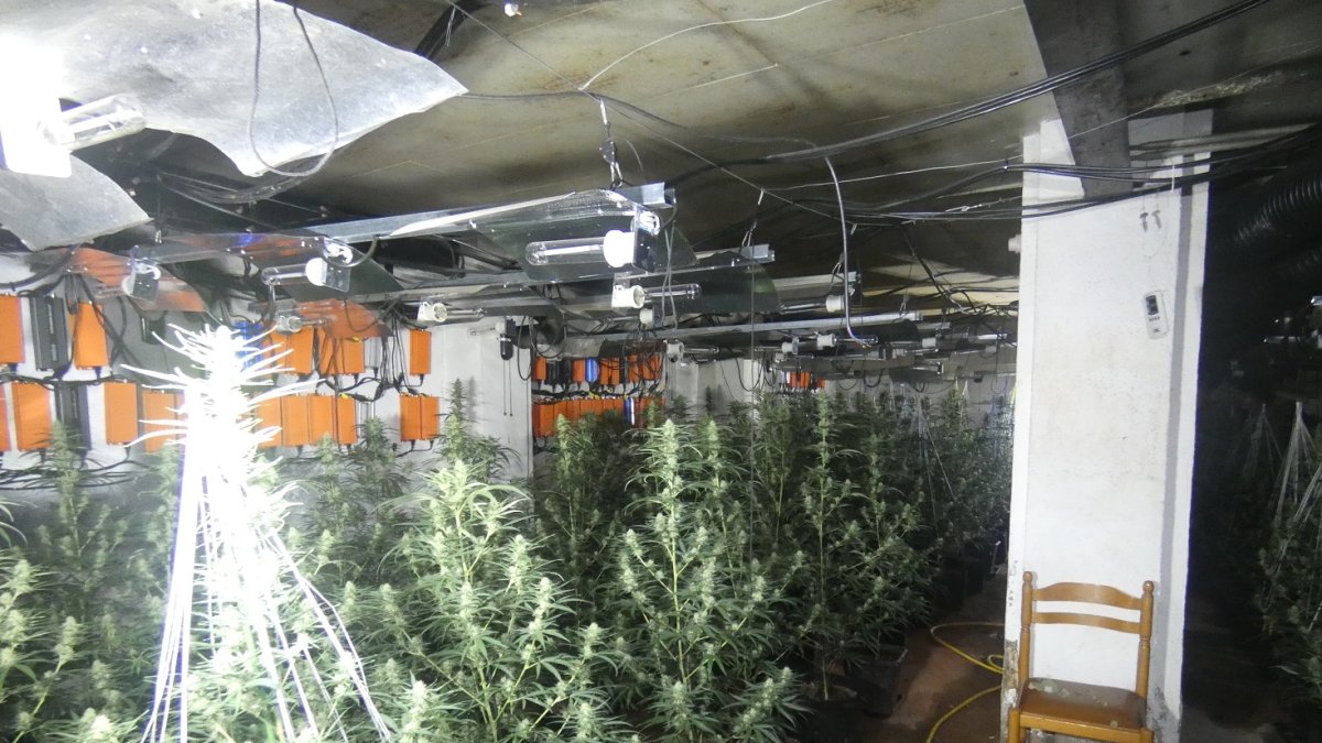 L’interior de la plantació.