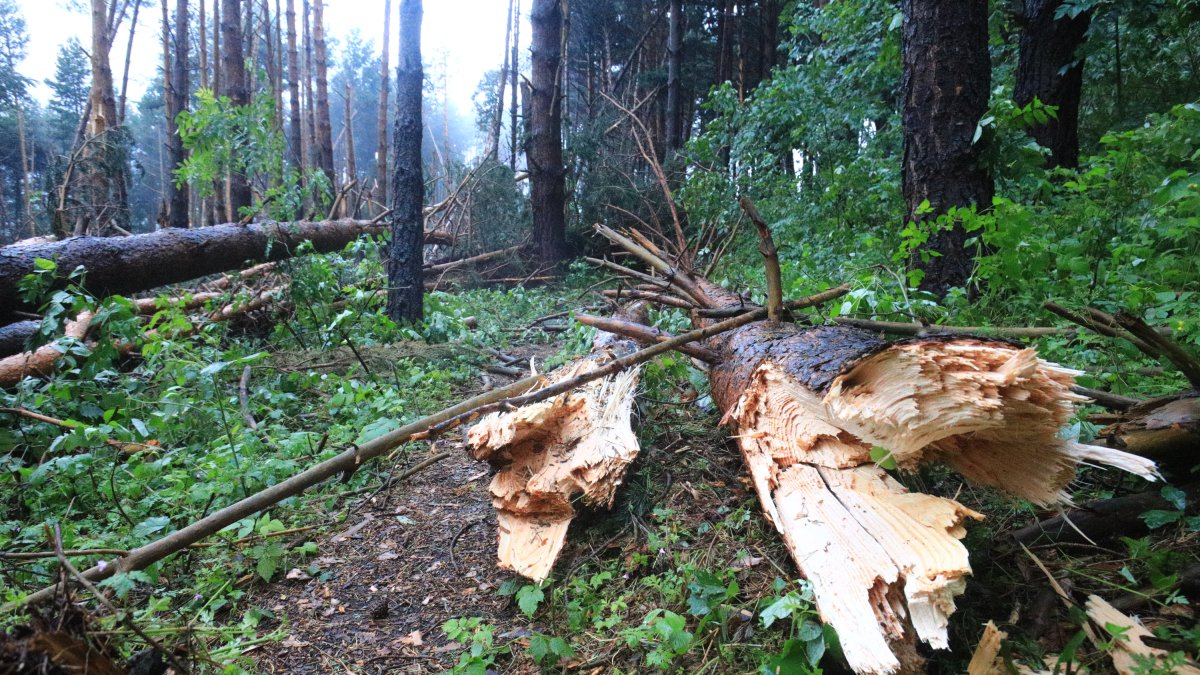 Un tronc escapçat en una zona boscosa.
Foto Fernando Galindo
