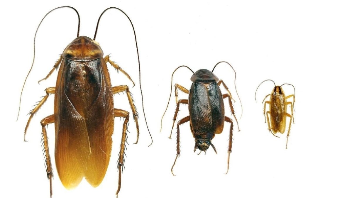 Periplaneta americana (esquerra), Blatta orientalis (centre) i Blattella germànica (dreta)