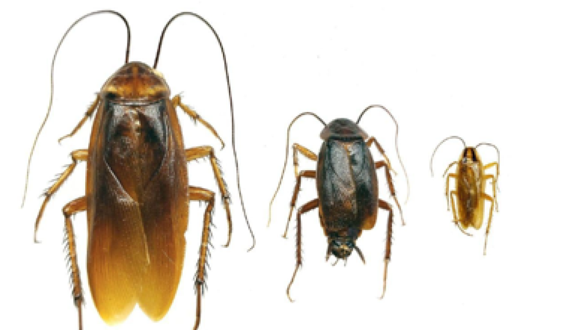 Les diferents classes de paneroles.