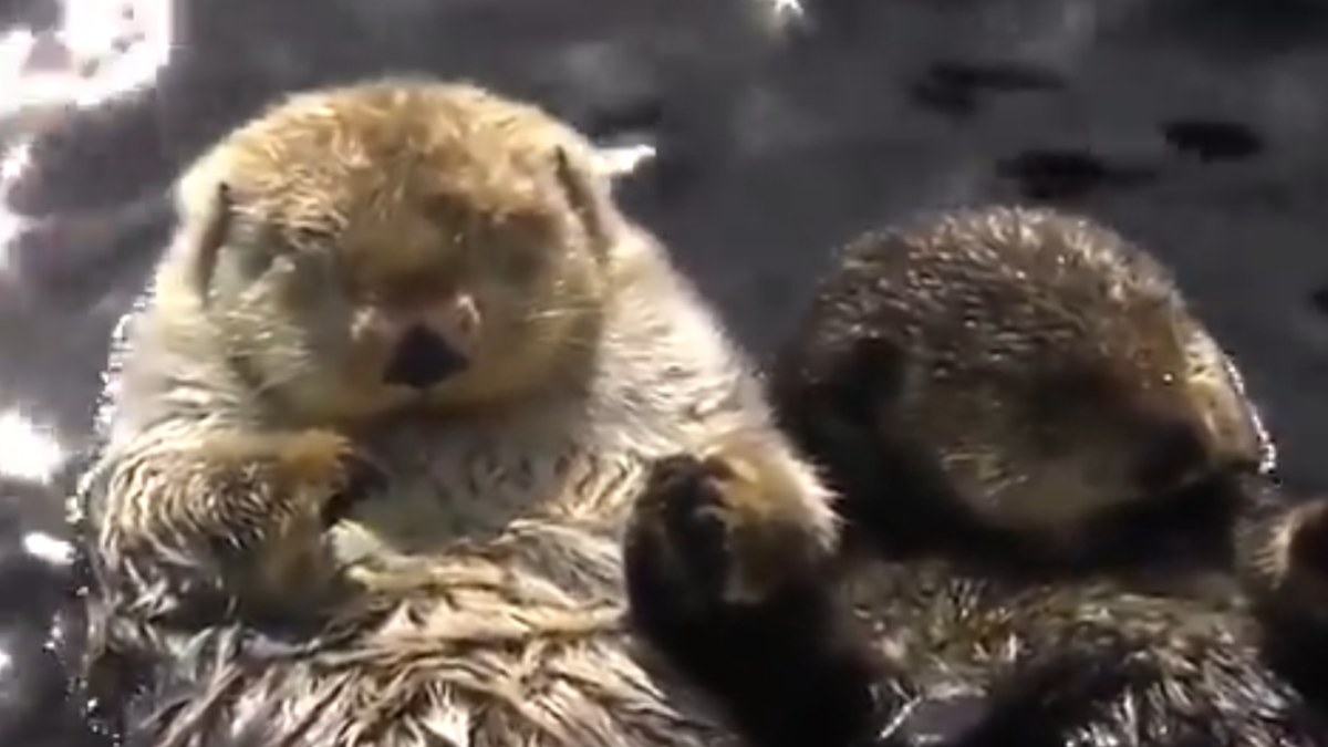 Llúdries agafades de les mans mentre dormen.