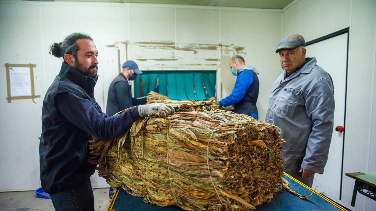 Operaris de classificació del tabac.
