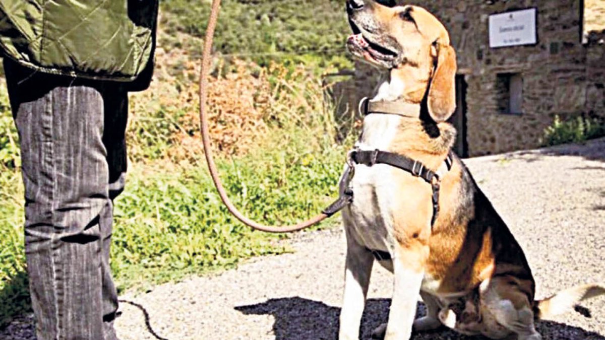 Un voluntari passeja un  gos de la gossera.