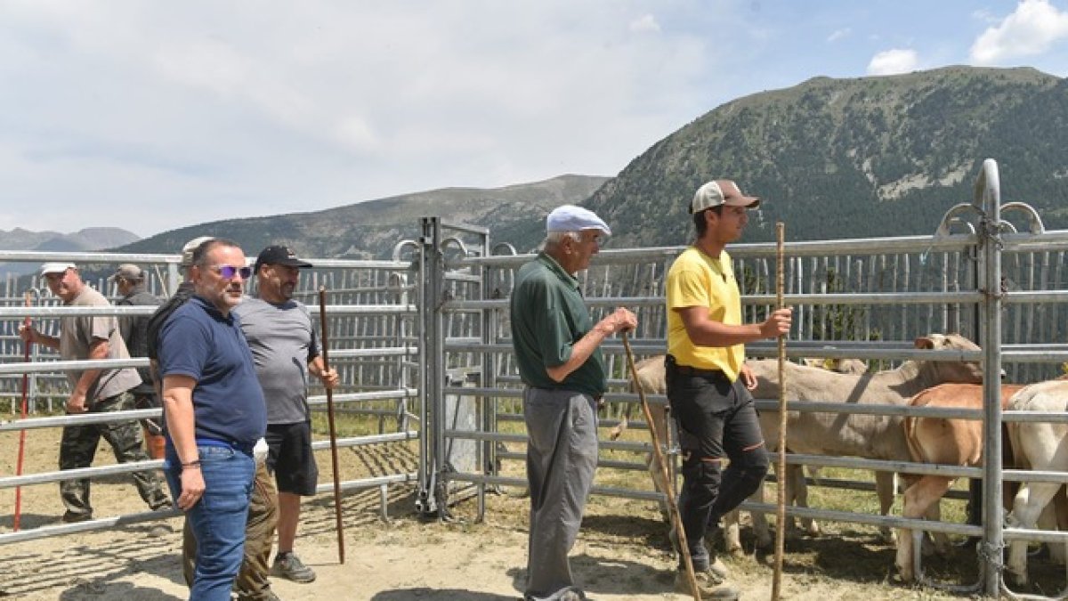 Sanejament de la cabana bovina de Canillo