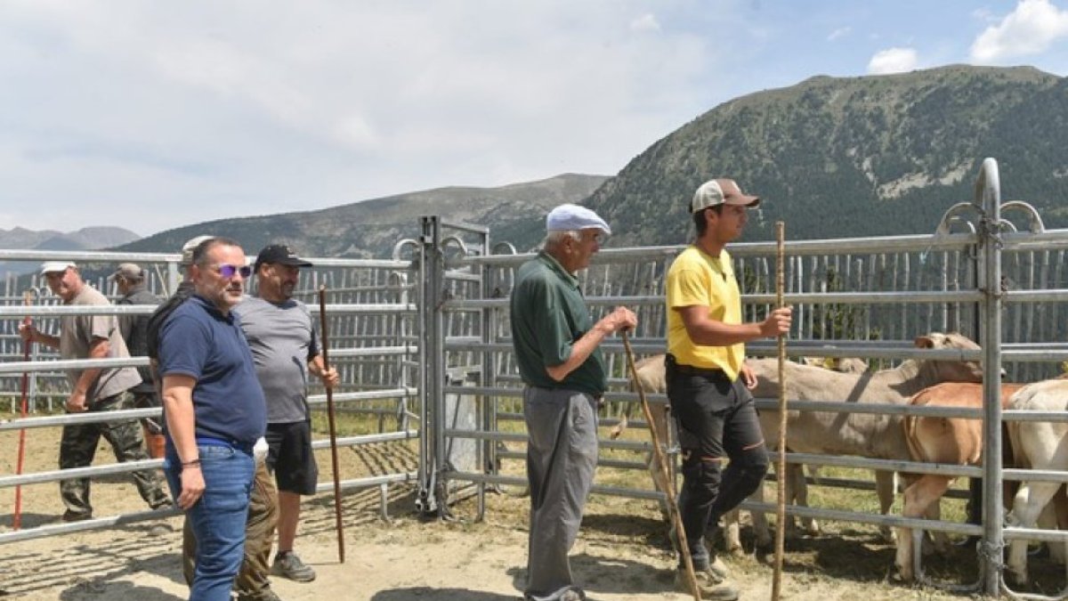 Sanejament de la cabana bovina de Canillo.