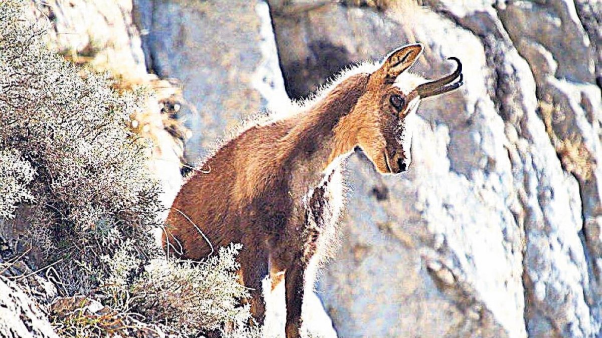 Un exemplar d’isard a la muntanya.