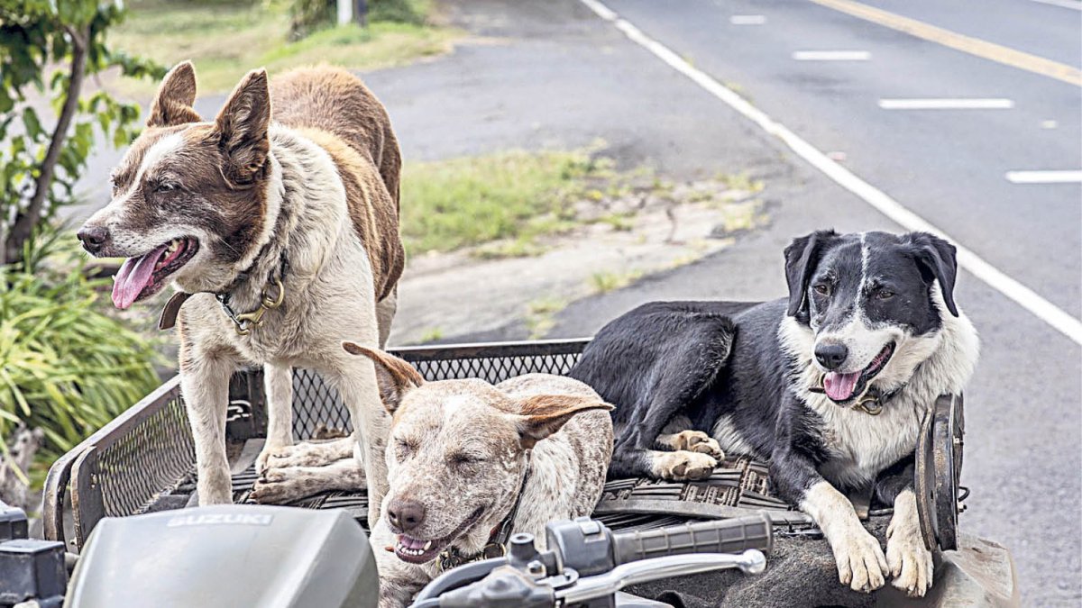 Tres gossos del centre d’acollida.