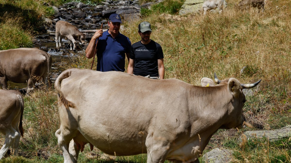 Benedicció del bestiar.
