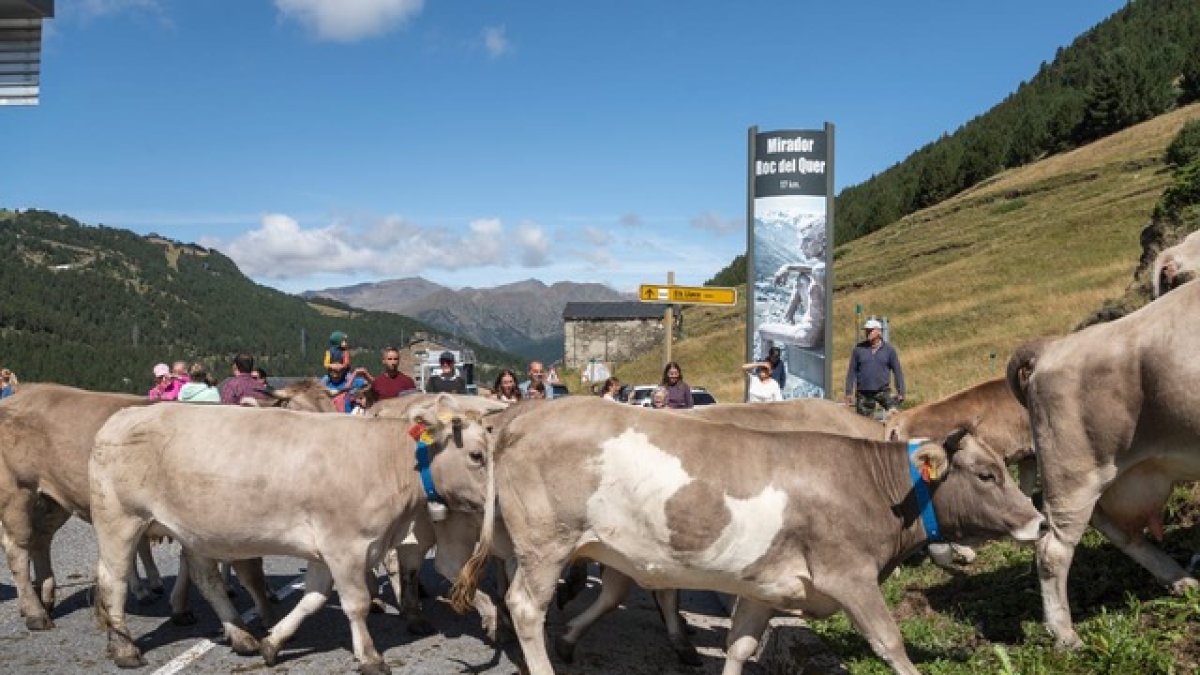El pas de la vaca comuna a Canillo.