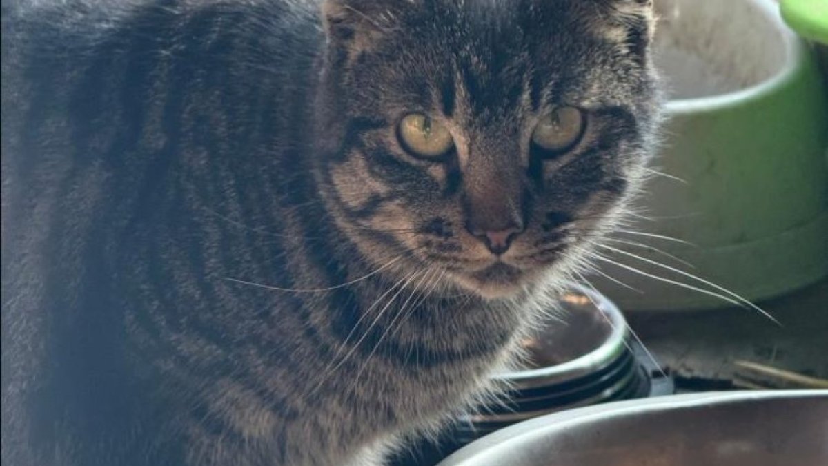 Un gat en una colònia.