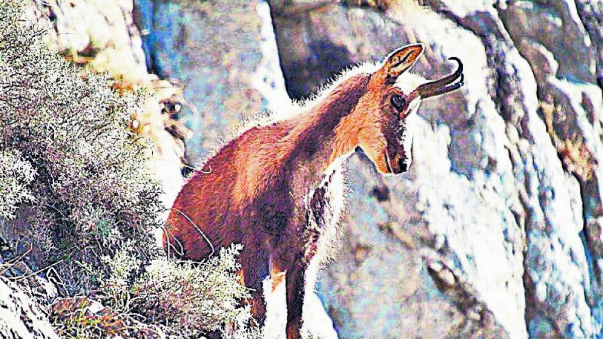 Un exemplar d’isard a la muntanya.