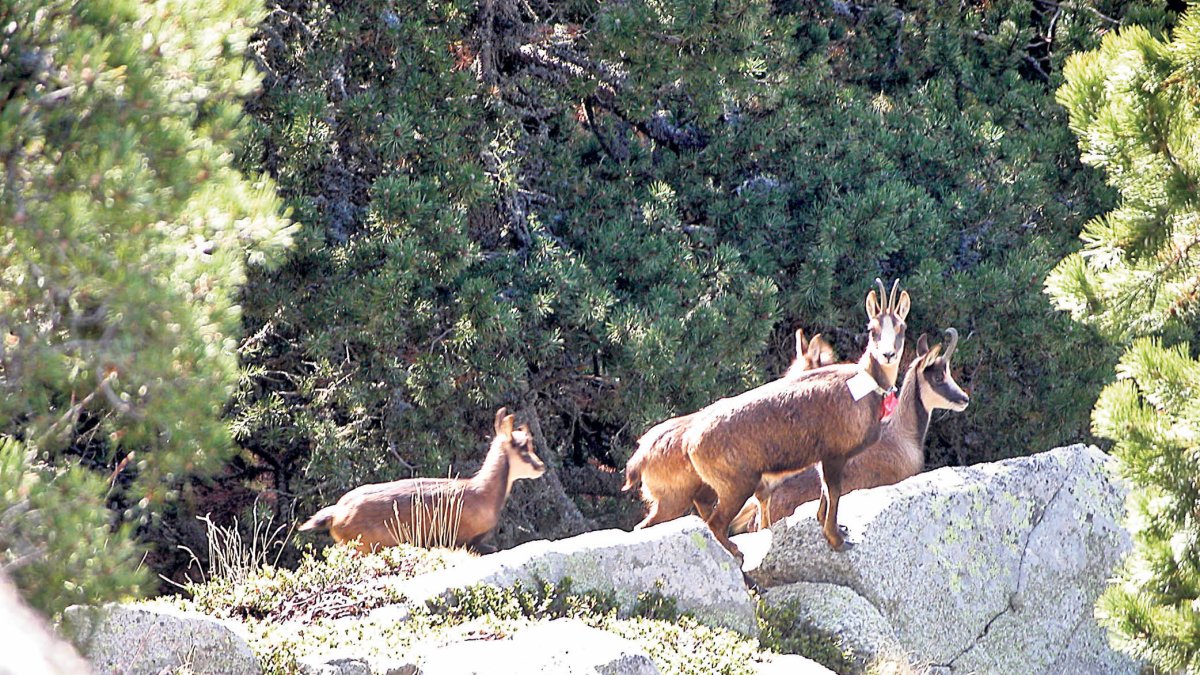 Un grup d’isards.