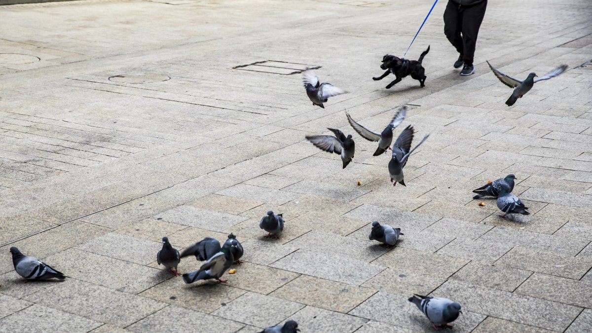 Coloms en un carrer de la capital.