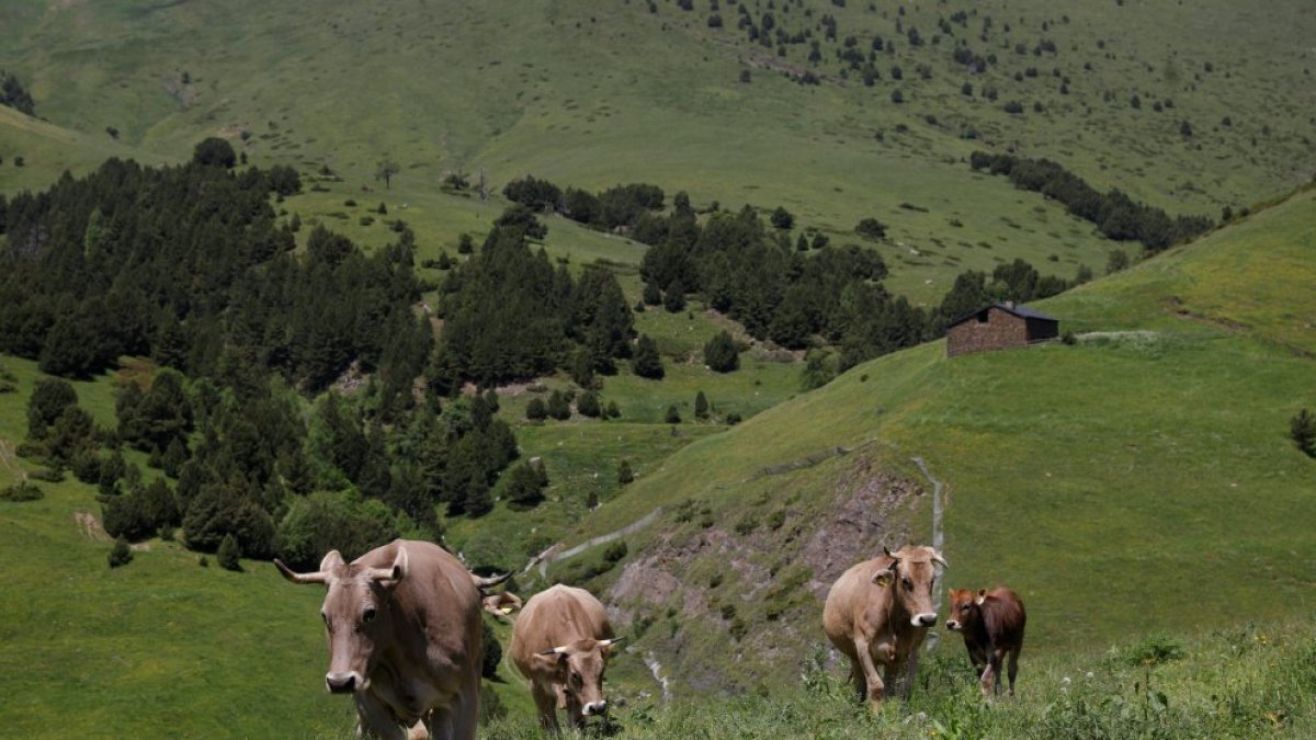 Vaques a la coma de Setúria.