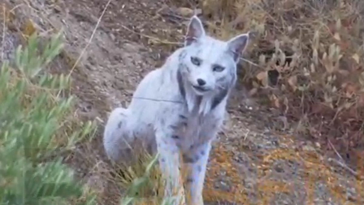 Captat a Jaén un linx que pateix despigmentació