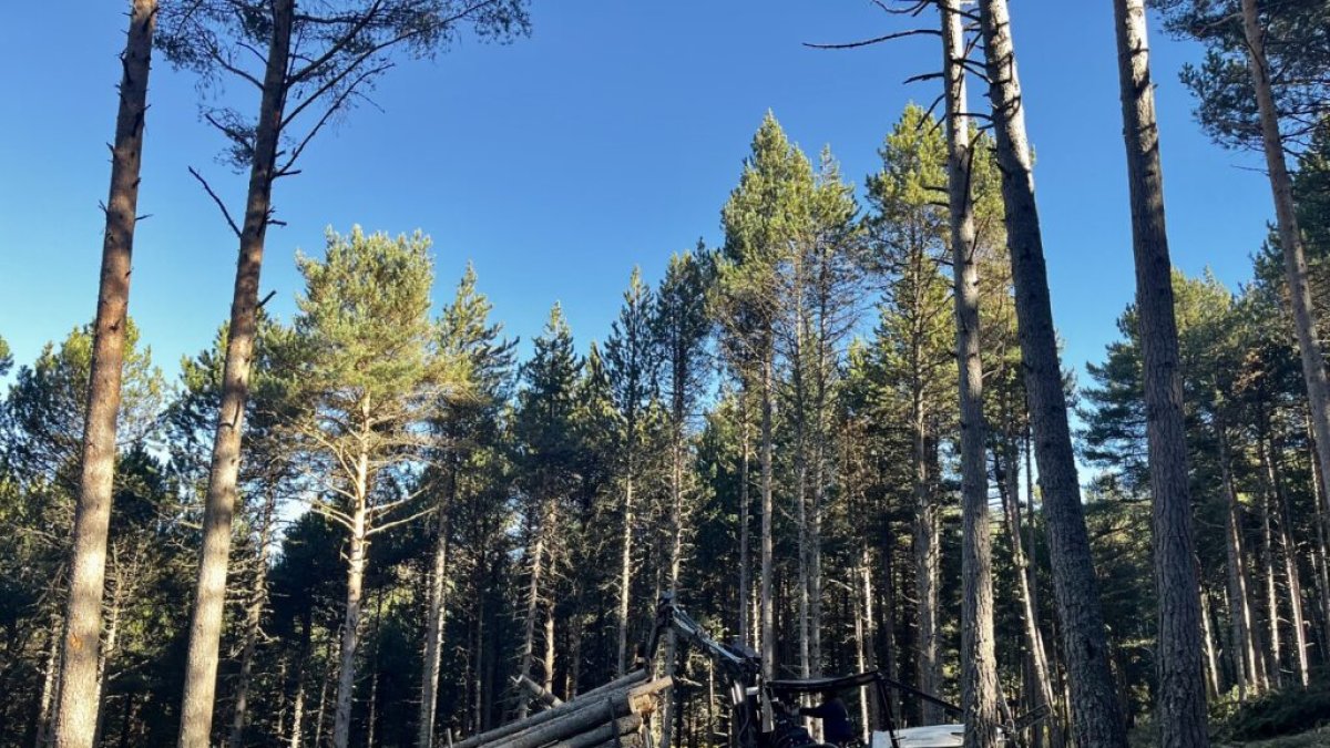 Treballs de gestió forestal per millorar la biodiversitat, reduir el risc d’incendis i donar suport a la ramaderia
