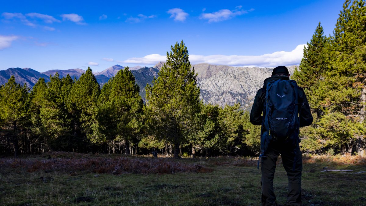 Imatge del bosc de Solobre