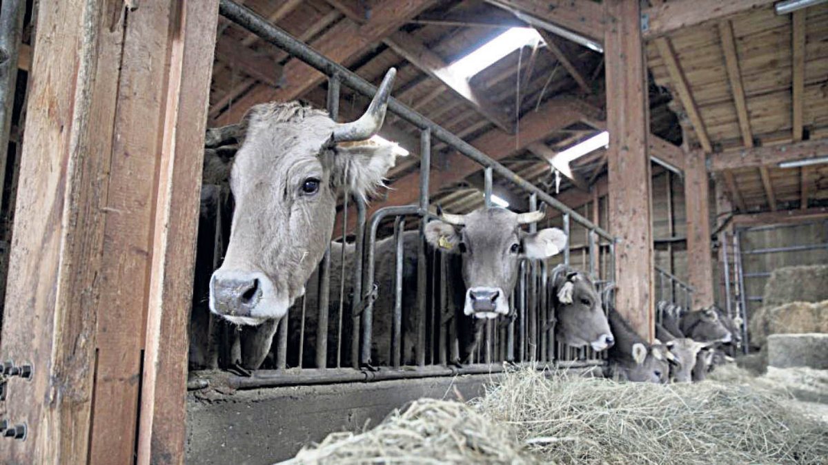 Explotació ramadera bovina.