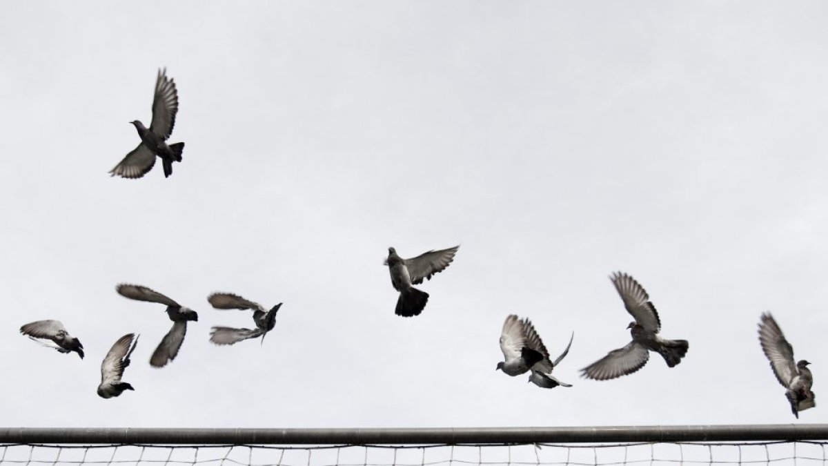 Coloms al Parc Central.