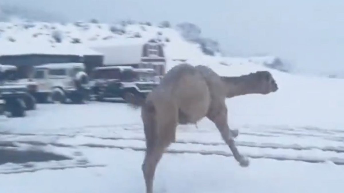 La reacció d'un camell al conèixer la neu per primer cop