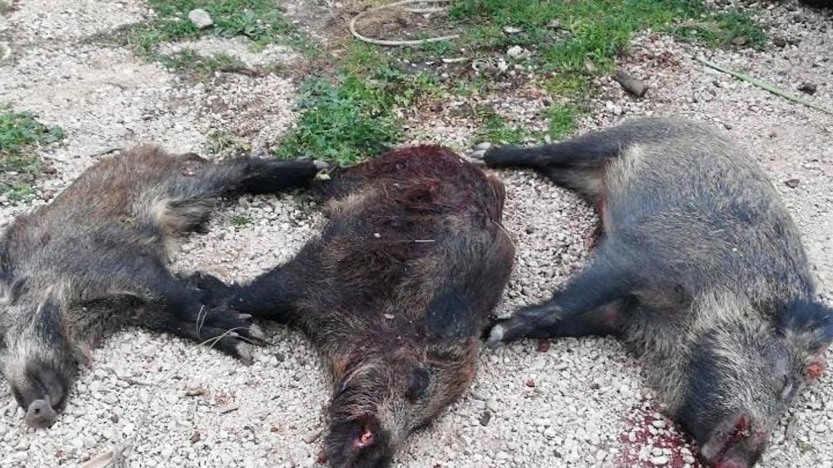 Senglars caçats en una batuda.