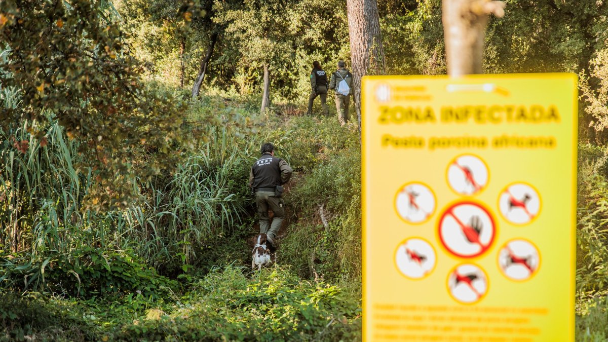 Agents rurals amb gossos a la zona afectada.