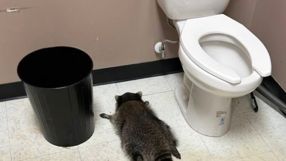 Una mofeta borratxa.