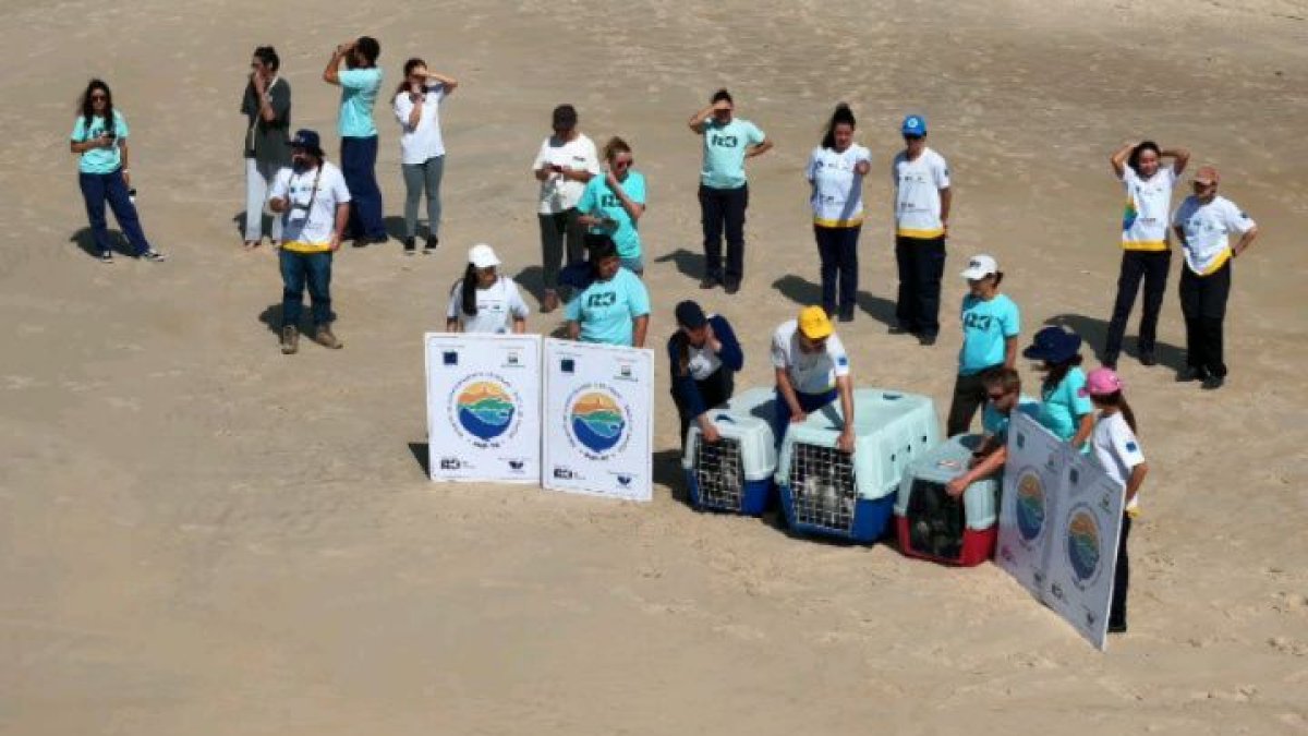 Pingüins alliberats