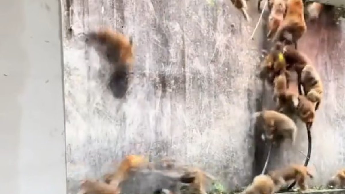 Els micos baixant en estampida en un parc del sud-est asiàtic