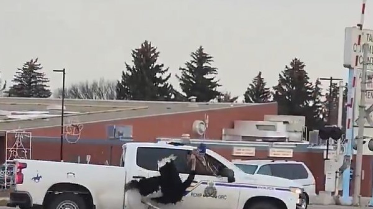 Persecució policial d'un estruç fugat al Canadà.