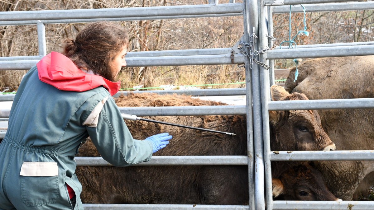 Un veterinari administrant un vaccí contra la dermatosi nodular contagiosa a una vaca.
