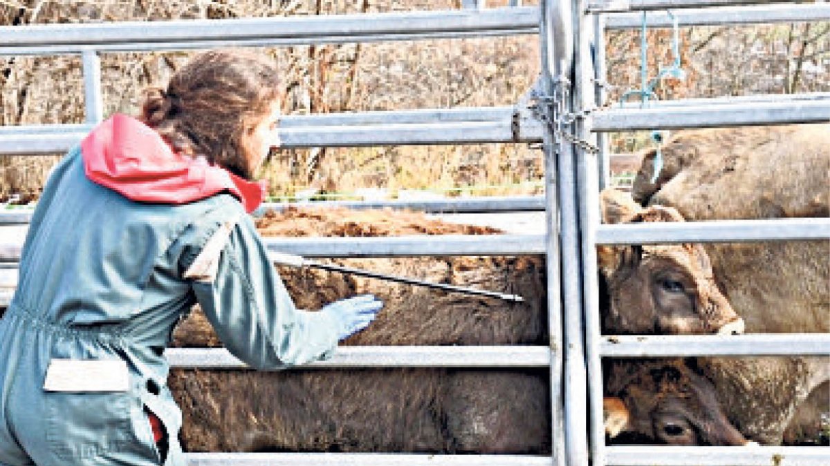 Un veterinari del ministeri administra un vaccí a una vaca.